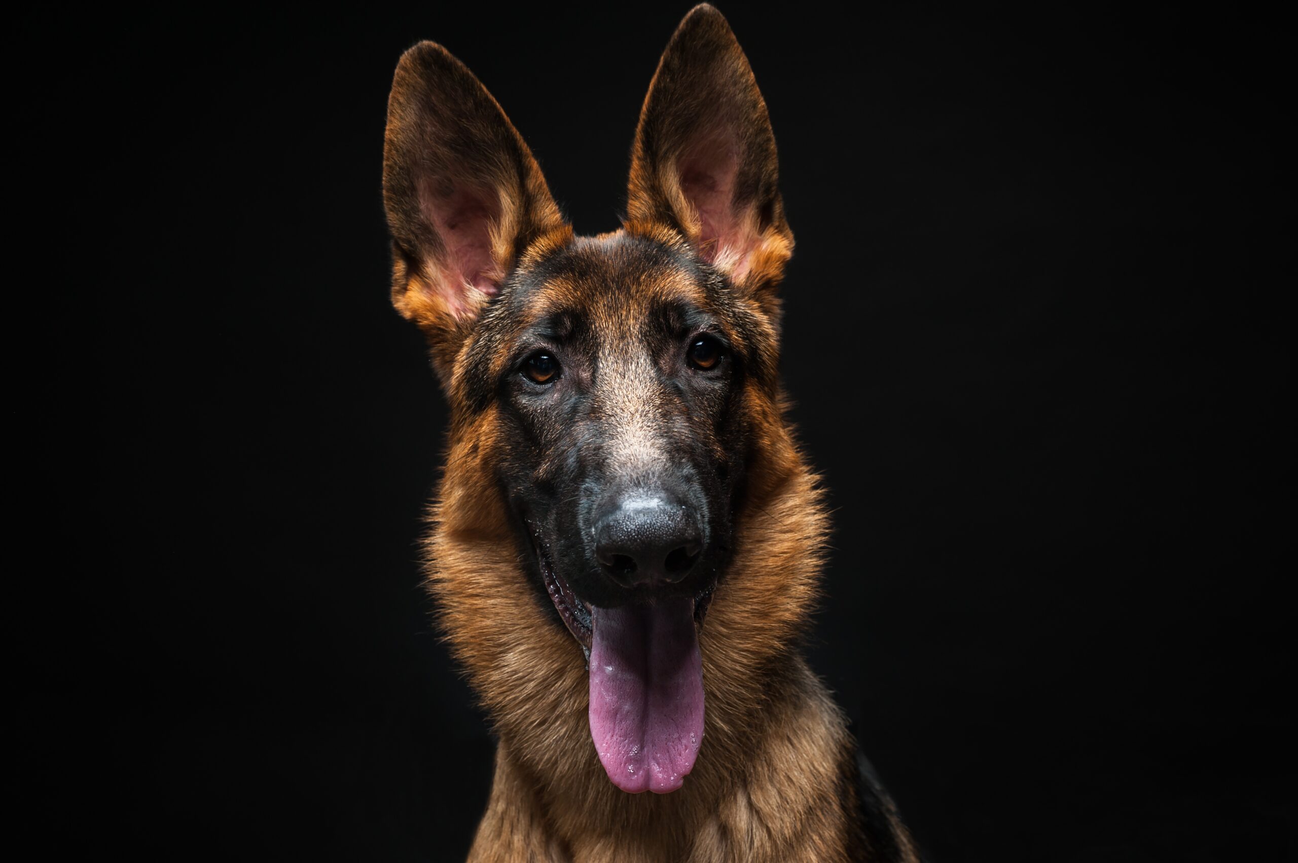 German shepherd